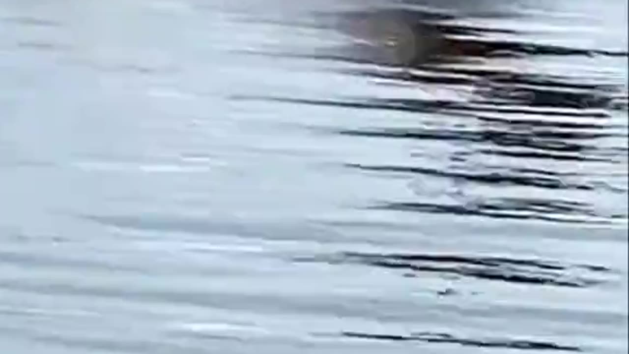 Buck swims from crocodile