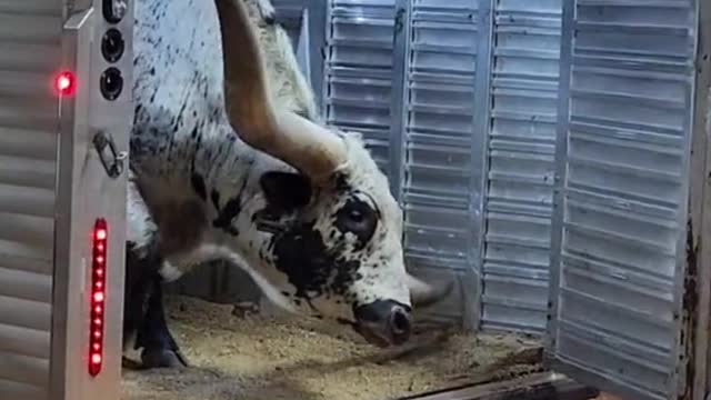I love how aware they are of their horns