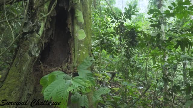 beginning bushmen a ordinary day deep in the forest