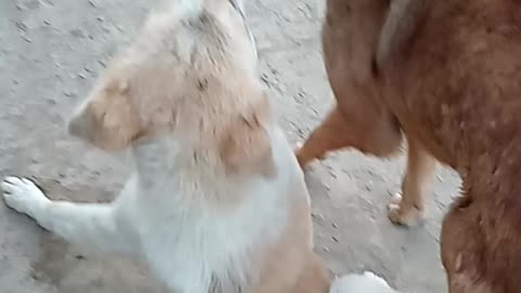 Funny dog fighing😂😂