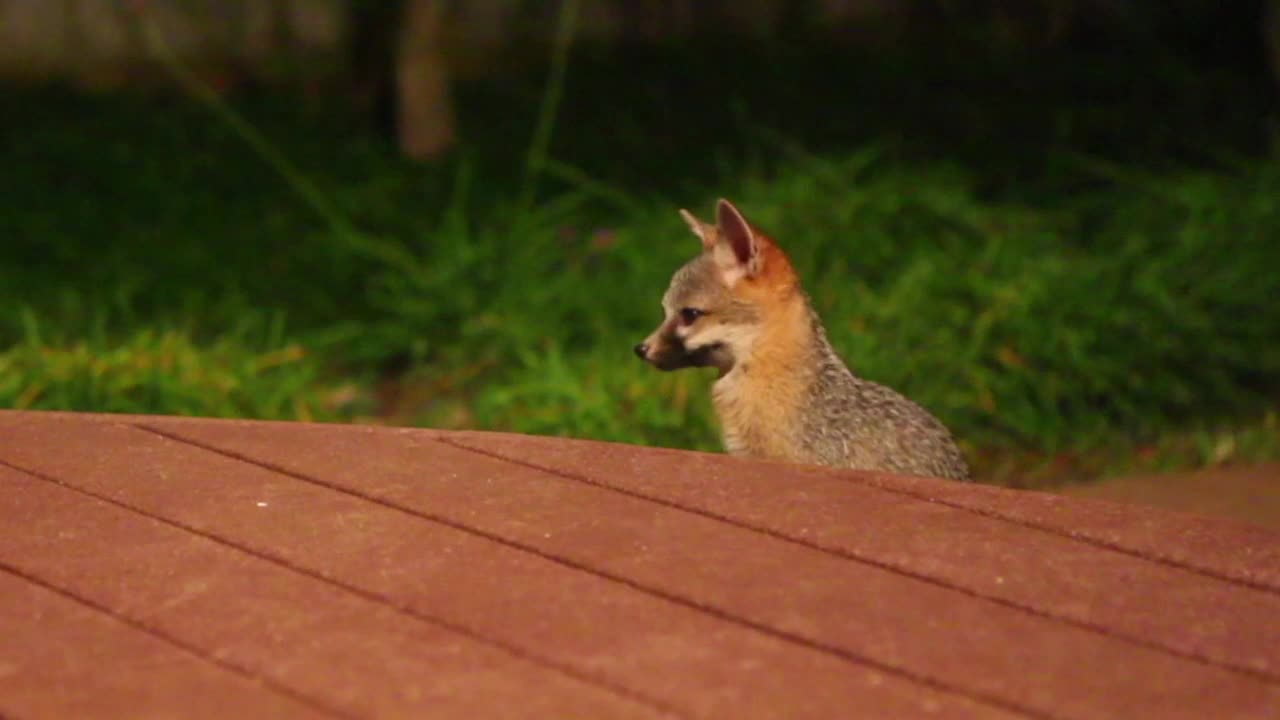 Baby Foxes Have A Most Exciting Chasing Game In A Backyard