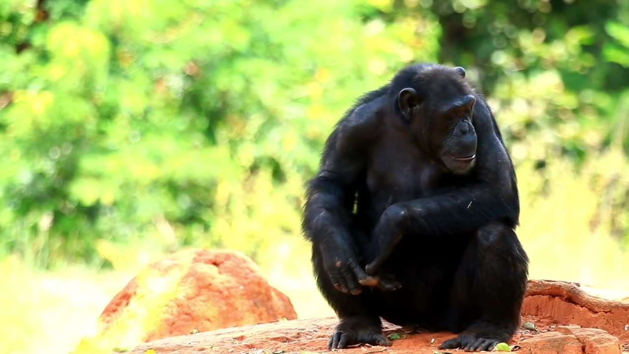 Close-up view of a chimpanzee family