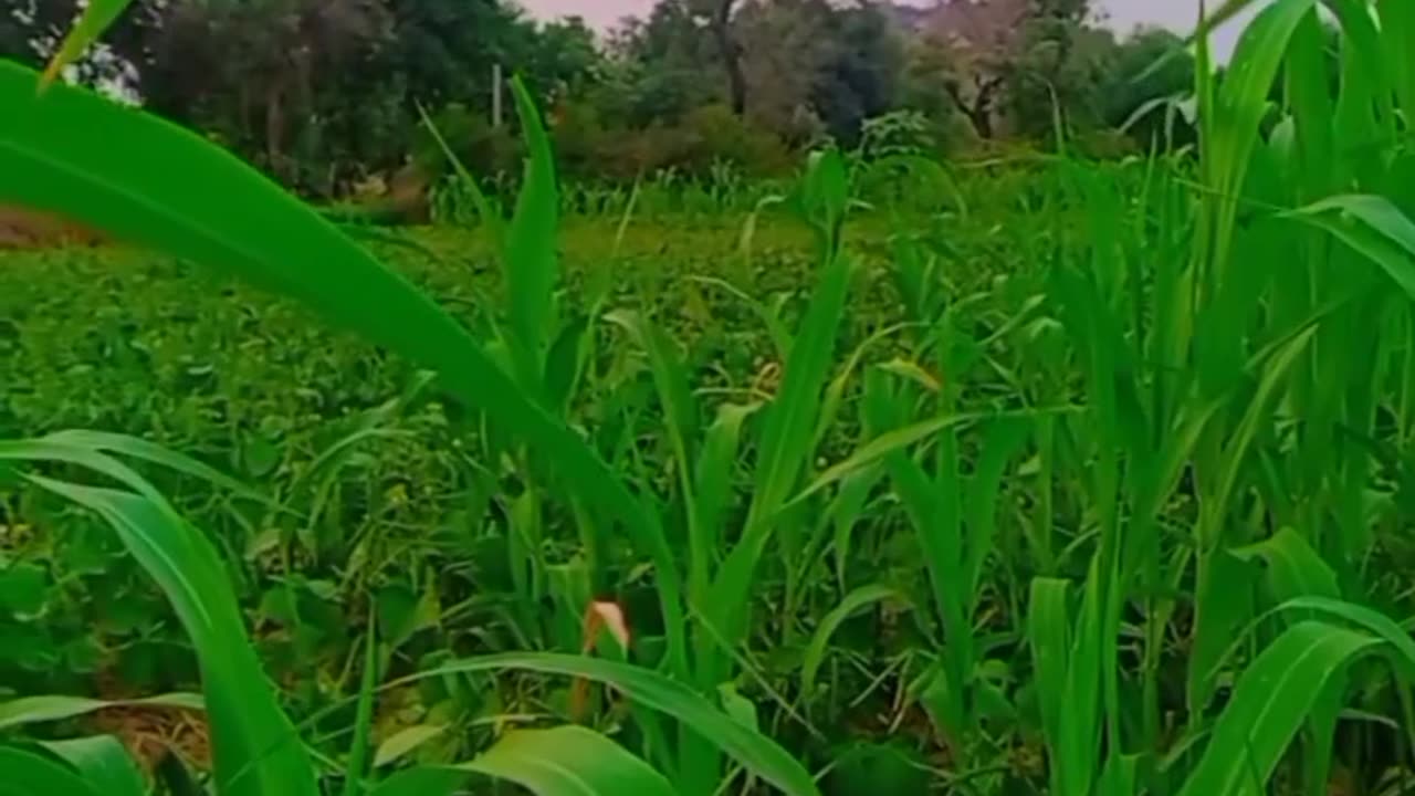 Farming stutas chandan Sharma Gaya Bihar