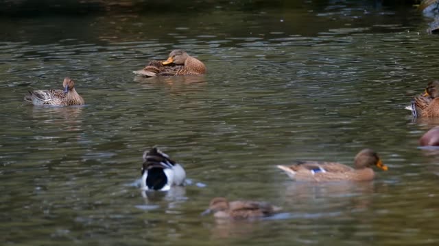 DUCKS HAVE FUN