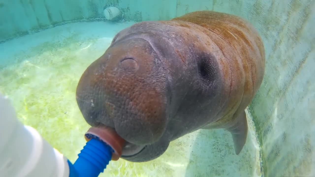 Rescued baby manatee gets bottle-fed