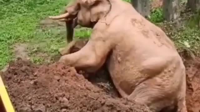 Elephants rescued by villagers, awesome