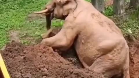 Elephants rescued by villagers, awesome