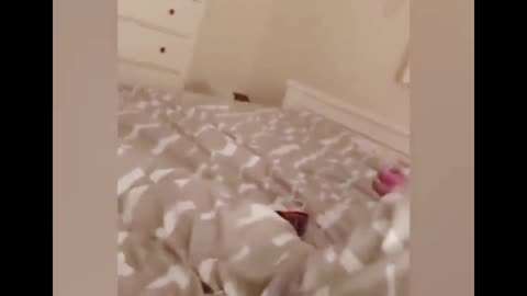 Cat Attack His Owner