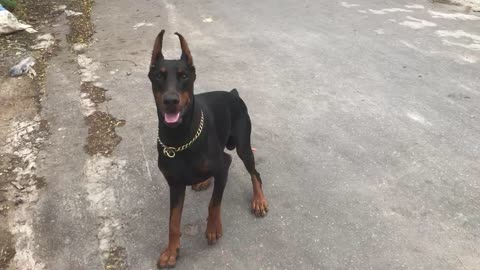 Doberman Dog Kicks the Ball to Himself