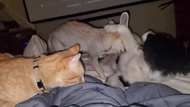 Fox, border collie, and cat have a sleepover