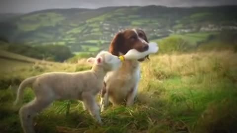 WHAT A BEAUTIFUL DOG BREASTFEEDING A SHEEP