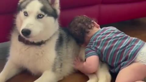 Adorable Babies Love Dog Compilation 😍 👶🐶