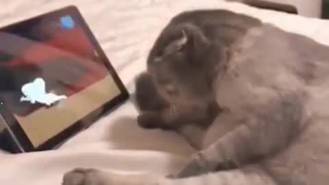 cat funny video clip