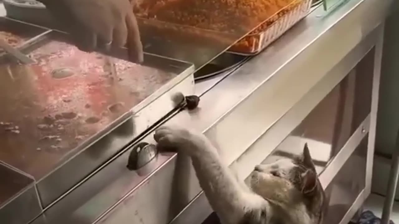 Funny video Animals