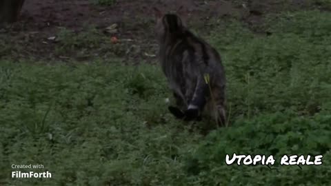 televisione sonno della ragione