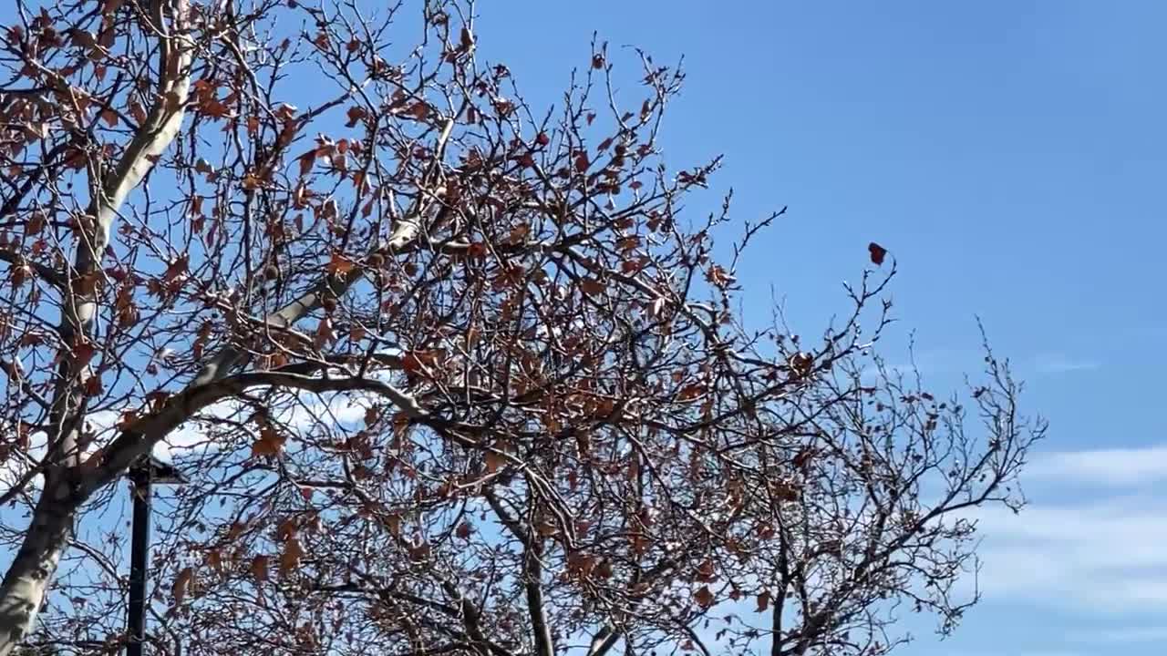 Thunderbirds Flyby