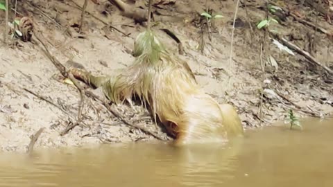 The appearance of a strange four-eyed creature from the river