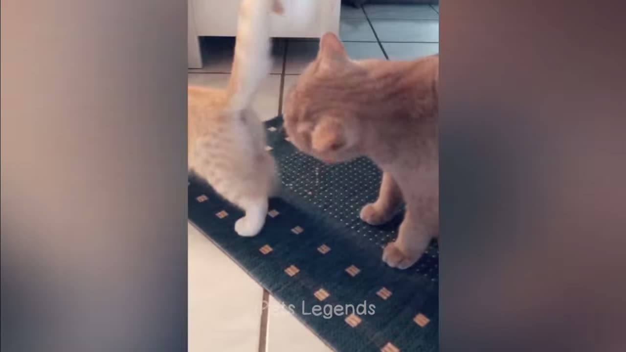 Funny video