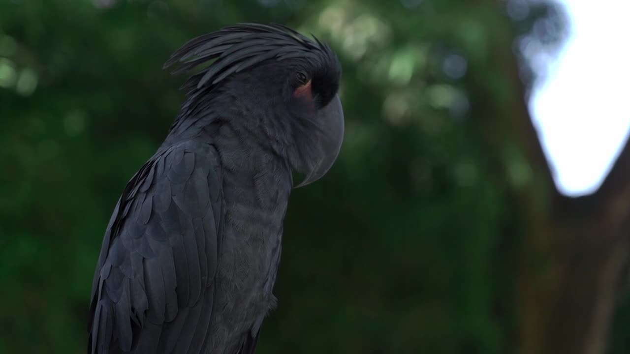 Black Parrot