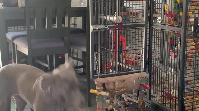 Cockatoo Feeds Dogs Treat