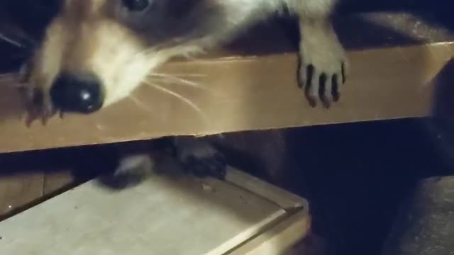 Pet Raccoon Bob trying to get past a blockade