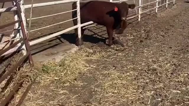 Raise cattle they said it’ll be fun they said… #showcattle #kansas #cows #ranchlife