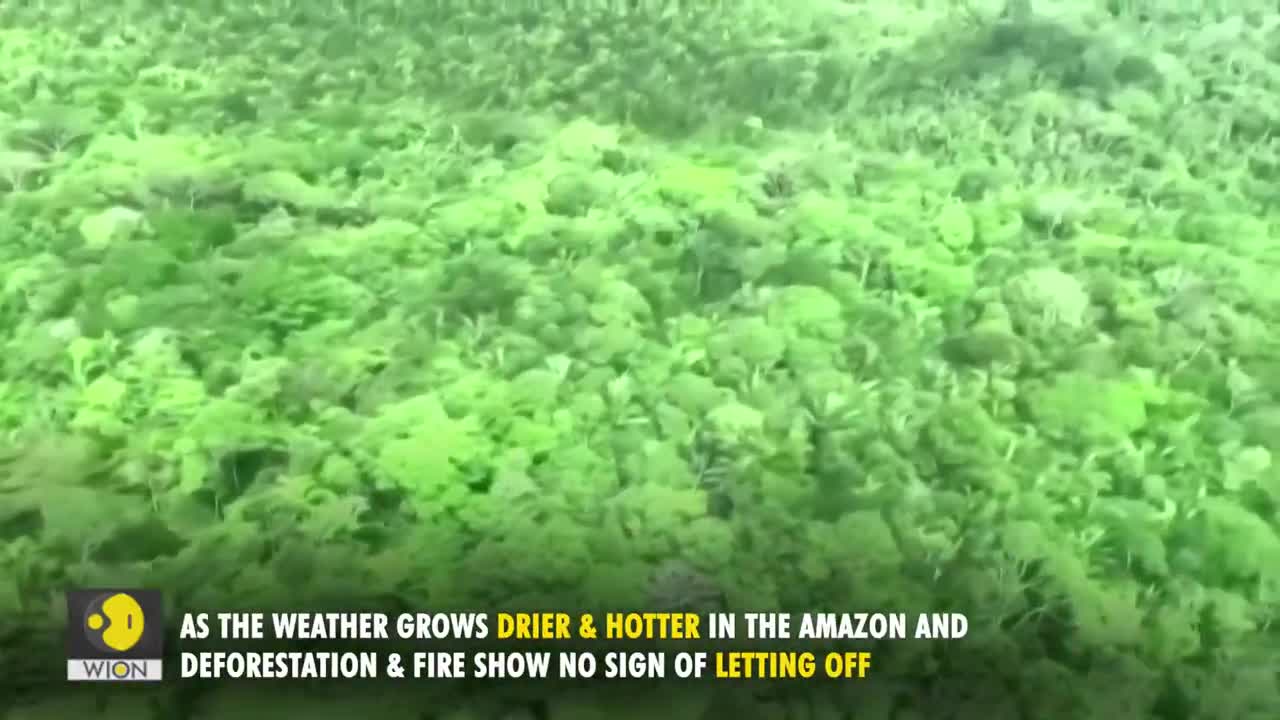 Deforestation in Brazil's Amazon hits record | WION Originals | World News