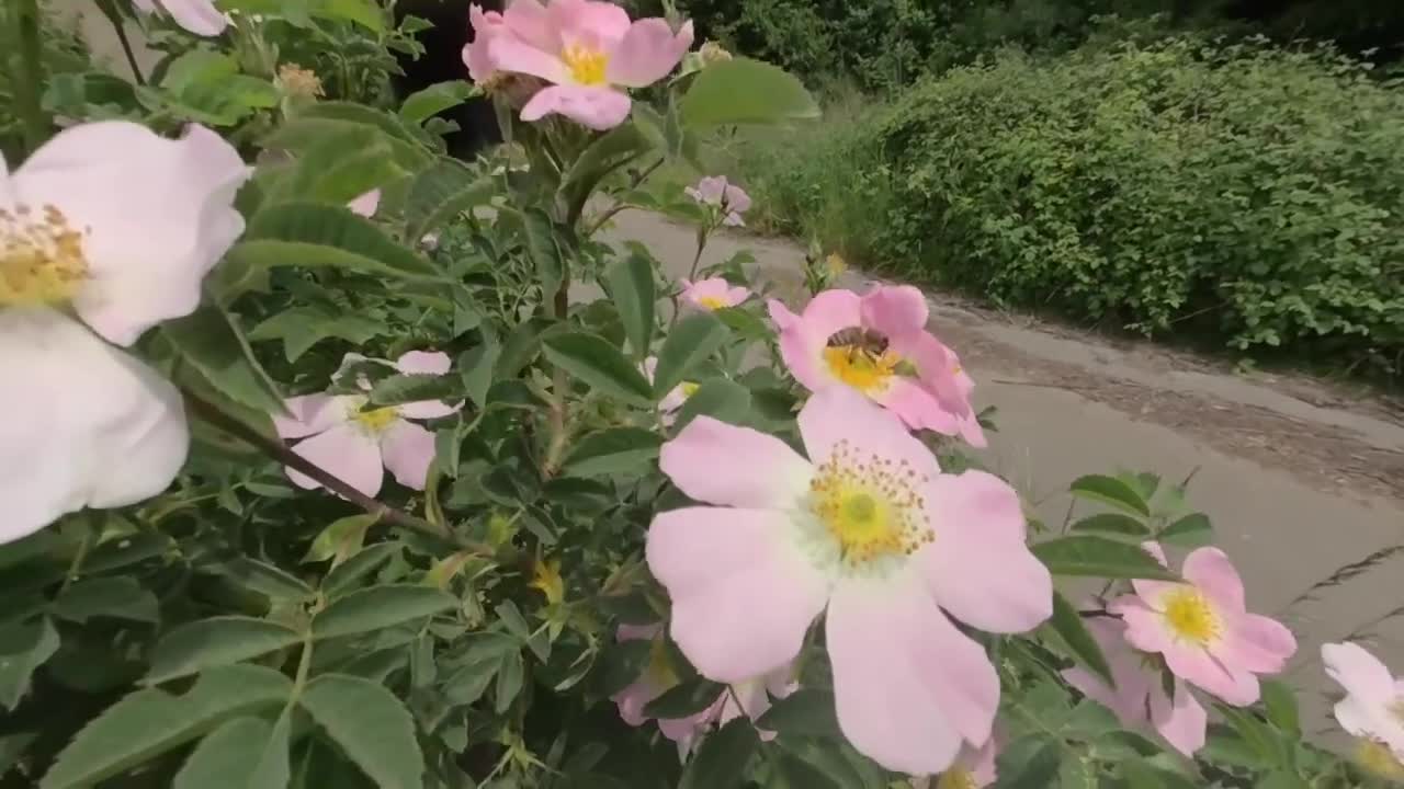 beautiful flowers