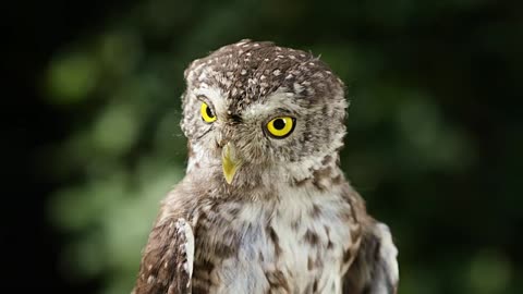 Funny video birds
