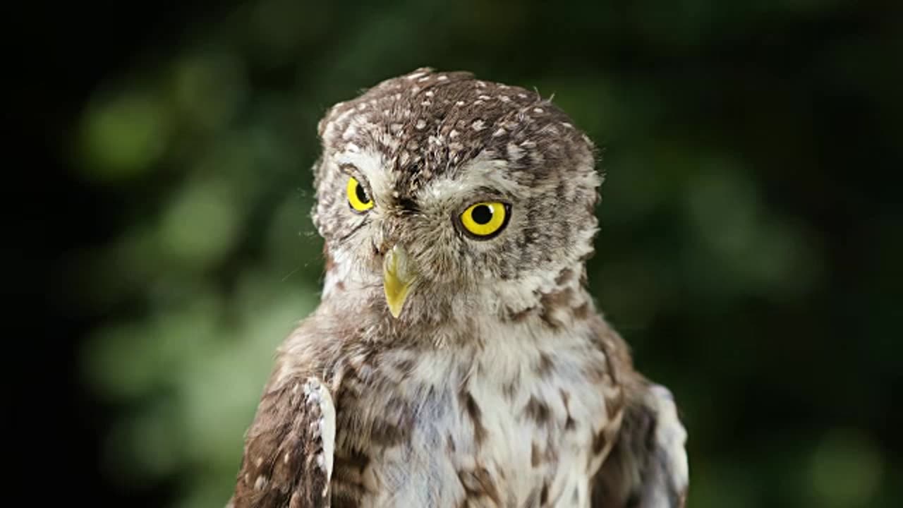 Funny video birds