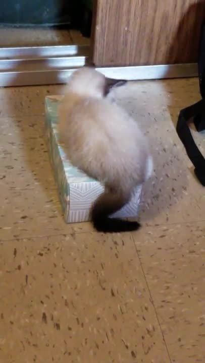 Cat Climbs Into Kleenex Box