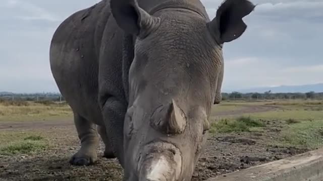 The rhino is sharpening his knife
