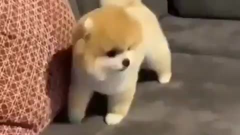 Cute dog cute little dog love dog