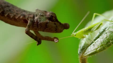 Chameleon hunts for a prey