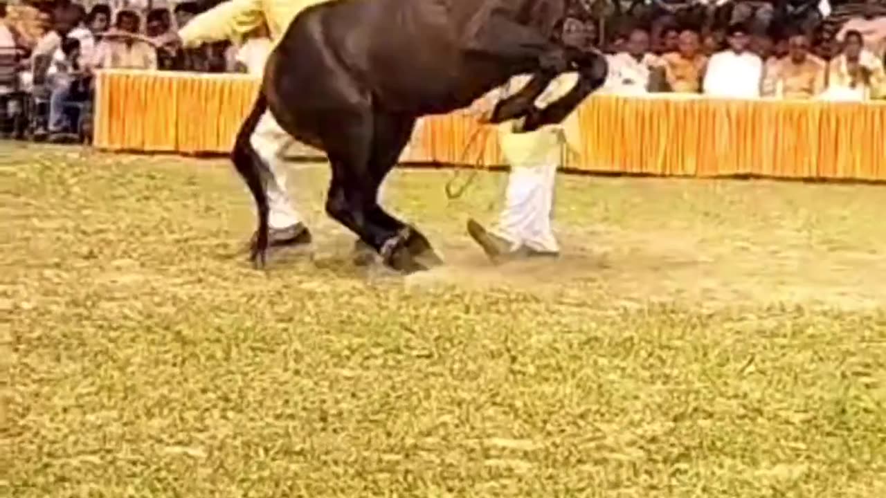 Beautiful dance hours dance/Dasing of hours with man