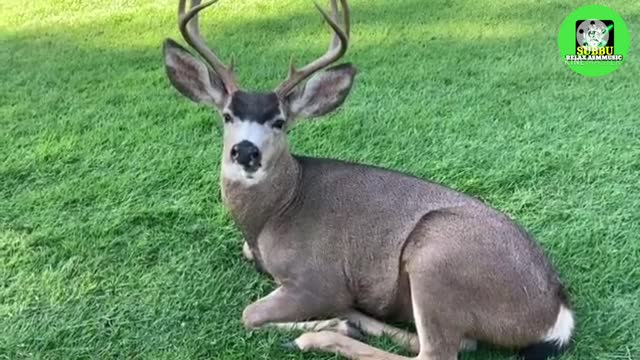 reedbuck , deer antelope , beautiful animals