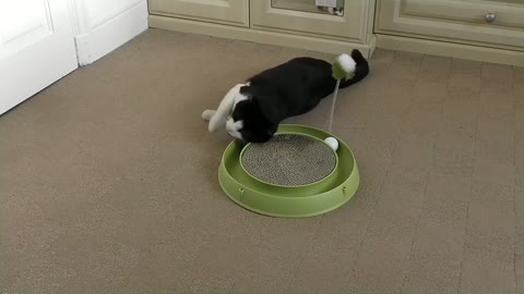Cat Playing with Catit Play-n-Scratch Toy For The First Tim