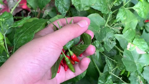 Harvesting a silli