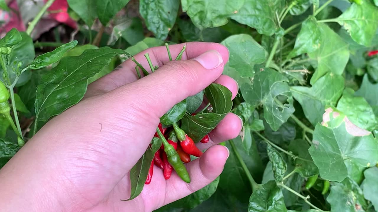 Harvesting a silli