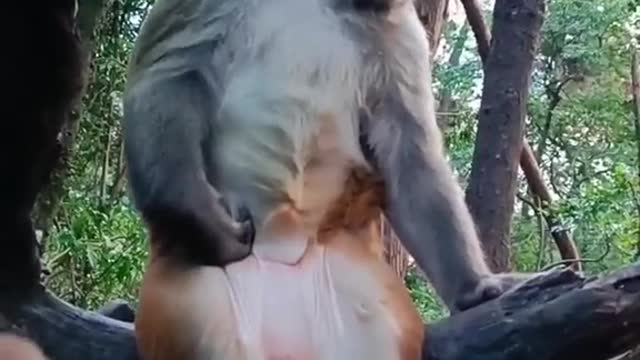 # Cute animals#2