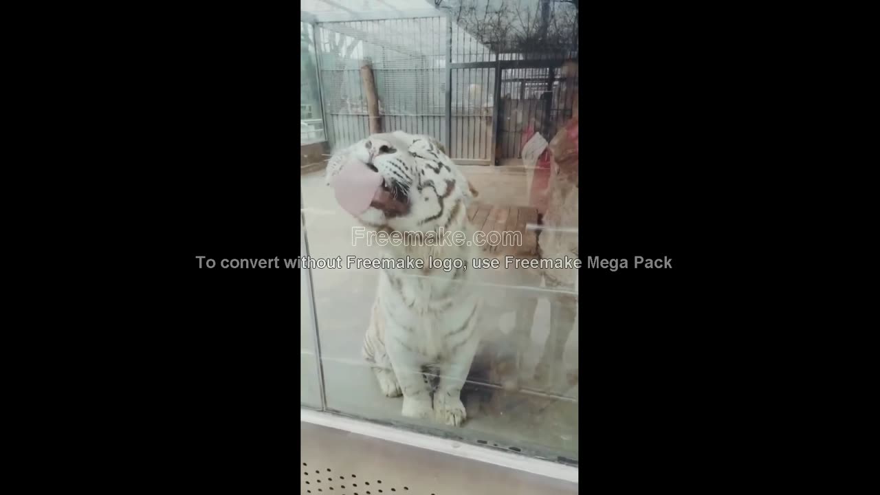 fun-loving cat