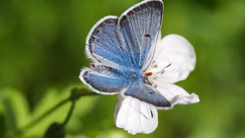 sweet blue Butterfly