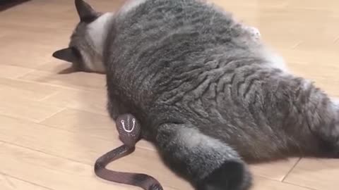 I Surprise My Cat🐱🐱｜ Try Not To Laugh Impossible ｜ Funny Dogs & Cats ｜ Best Funny Animal Videos2023