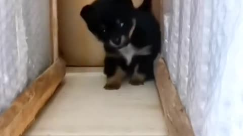 Funny animals dog cat vomedy