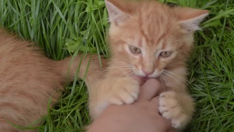 Cute cat 😸 child