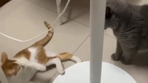 Champions cat