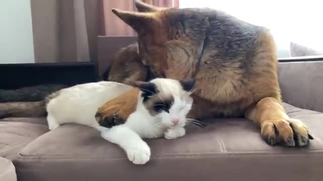 What a German Shepherd thinks a friendship with a Kitten should look like!