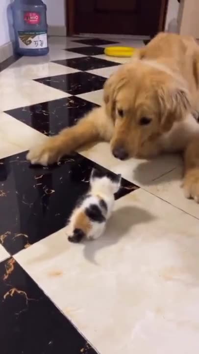 Dog 🐕🐕🐕🐕🐶🐶 playing with kitty 🐈🐈🐈🐈🐈