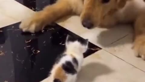 Dog 🐕🐕🐕🐕🐶🐶 playing with kitty 🐈🐈🐈🐈🐈