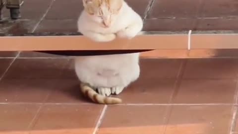 Elegant Cat